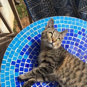 Meet your Posher, Taylor